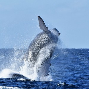 whale